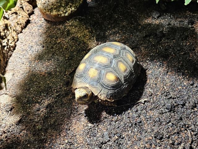 Köhlerschildkröten - Landschildkröten Chelonoidis carbonaria Nachzucht 2021 - 1