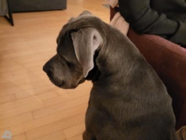 Cane Corso - 1