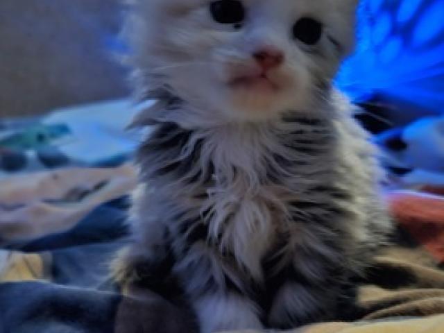 Reinsassige Maine Coon Kitten - 1