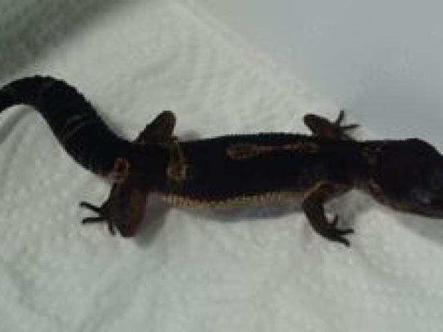 Leopardgecko Black Night 0.0.4 aus 24 - 1