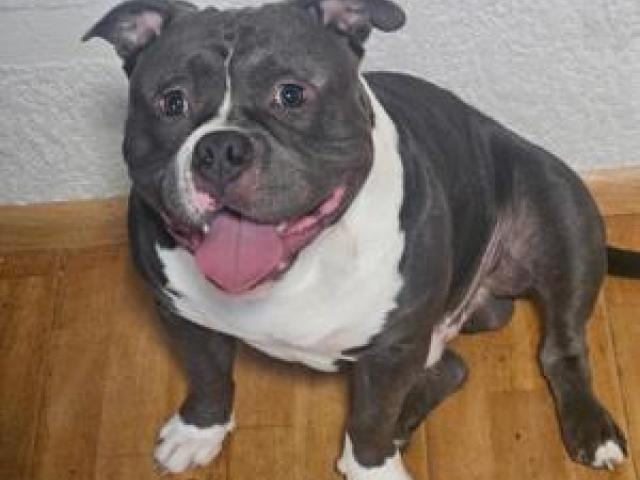 American Bully Deckrüde - 1